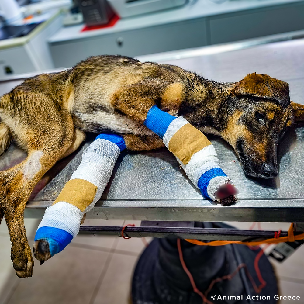 Funded: Help Severely Injured Dog With Rotting Wounds Keep Her Legs、mySite、camillekostekn