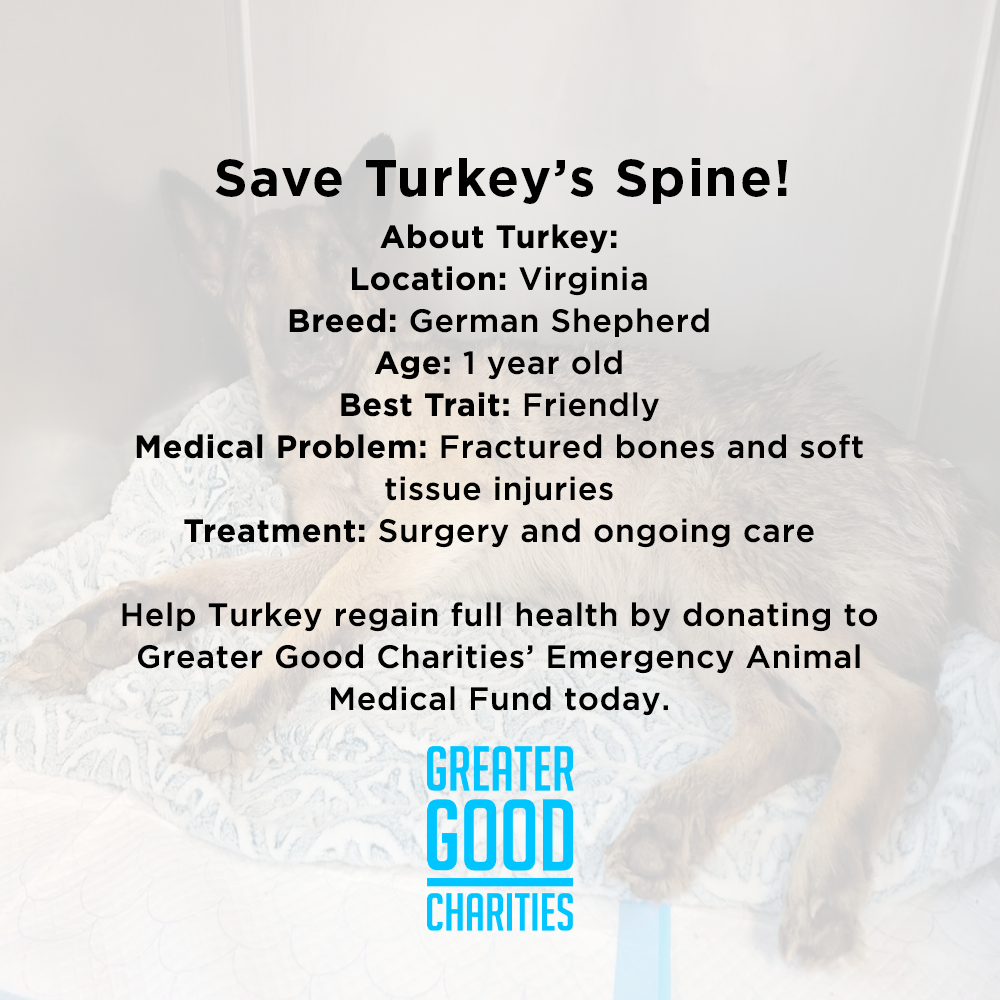 Funded - Save Turkey's Spine、mySite、camillekostekn