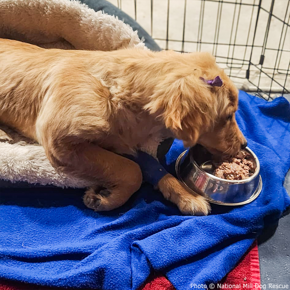 Struck by Car, Susie Needs Your Help、mySite、camillekostekn