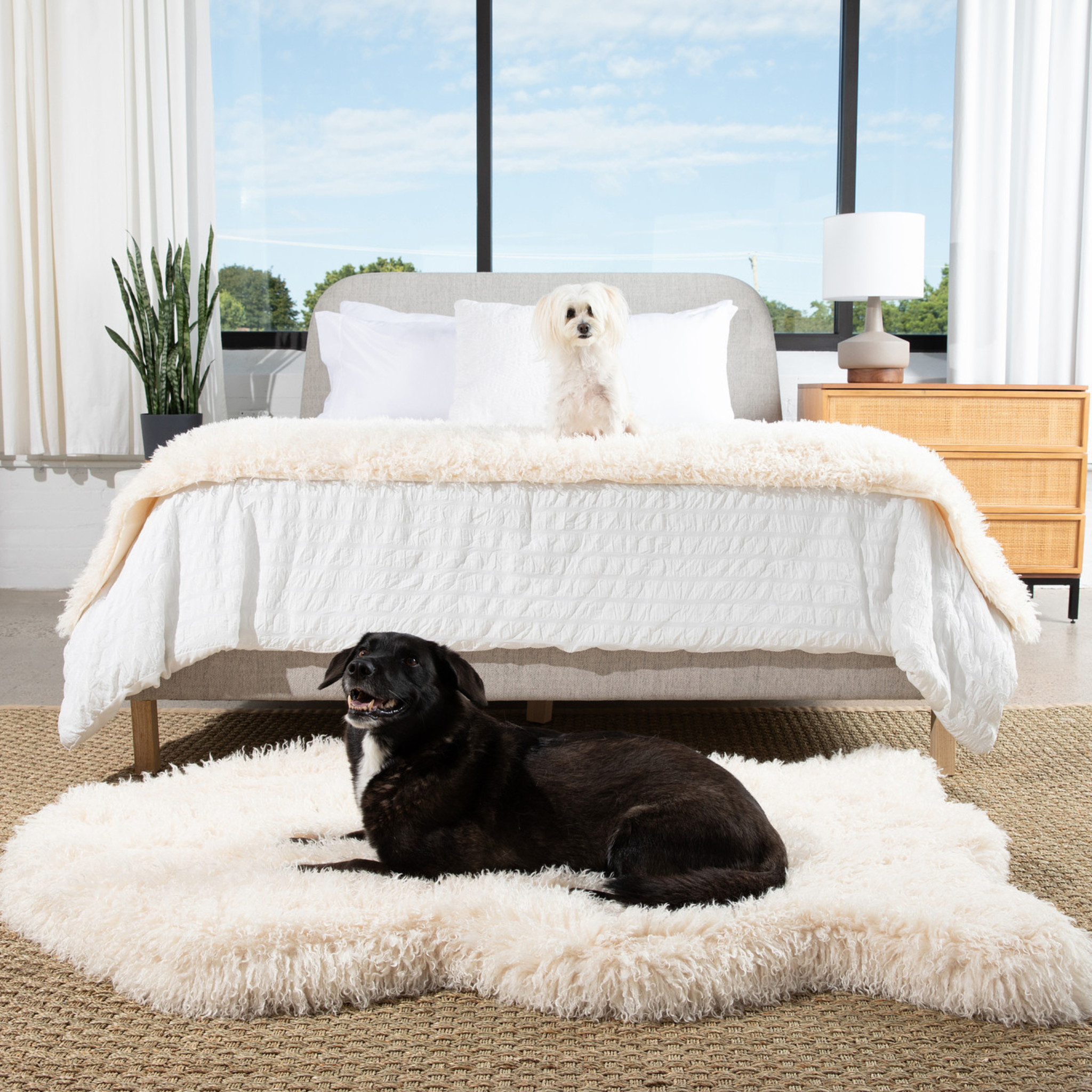 PupRug™ Luxe Orthopedic Bed + Matching Bed Runner Bundle - Plush Sheep Ivory、mySite、solidvoid