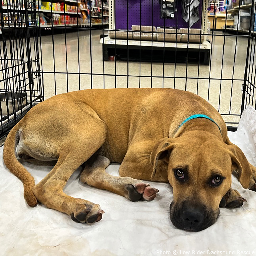 National Feed a Rescue Pet Week - Provide 3 Million Meals for Pets in Need、mySite、camillekostekn