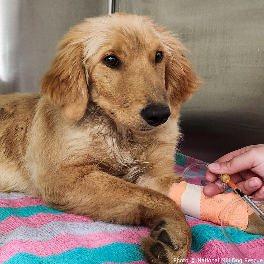 Struck by Car, Susie Needs Your Help、mySite、camillekostekn