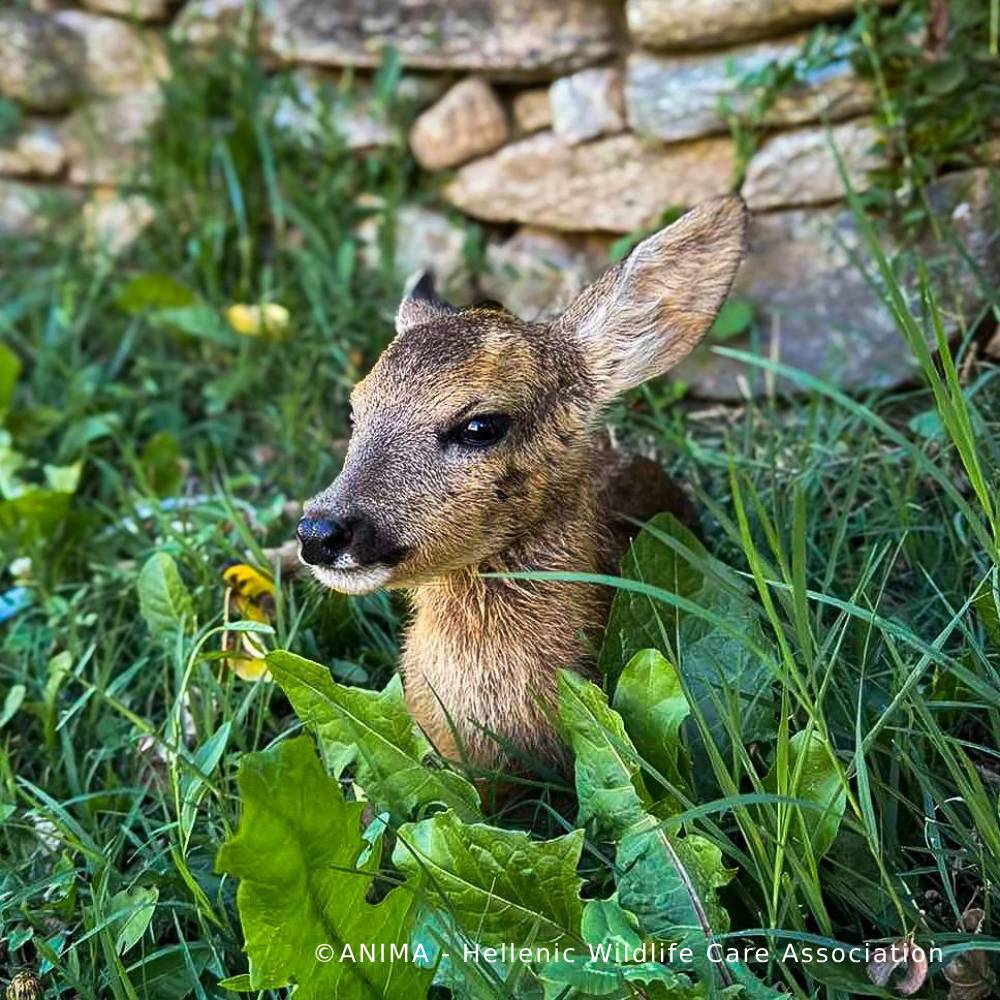 Funded: Orphaned Baby Deer Needs Specialized Care to Grow、mySite、camillekostekn