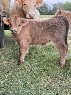 Cow Cuddle EXPERIENCES Gift Certificate-Great Gift Idea!、mySite、g9winljtr