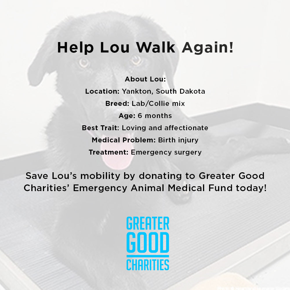 Funded - Help Lou Walk Again、mySite、camillekostekn