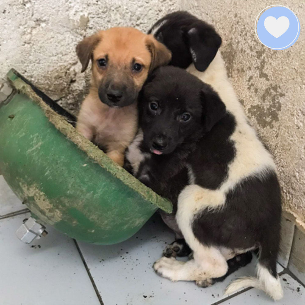 Funded: Help Hera, Iris, and Selene Beat Sickness and Malnutrition、mySite、camillekostekn