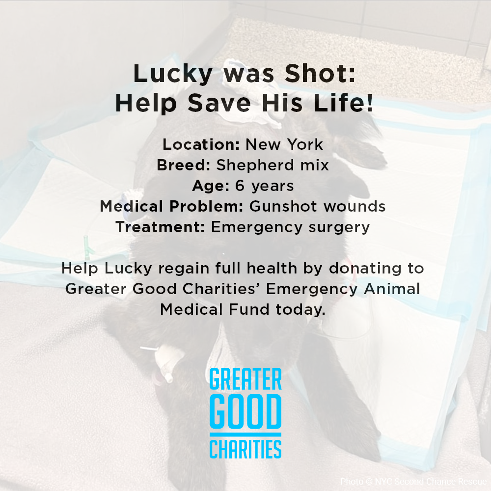 Funded: Lucky Was Shot: Help Save His Life、mySite、camillekostekn