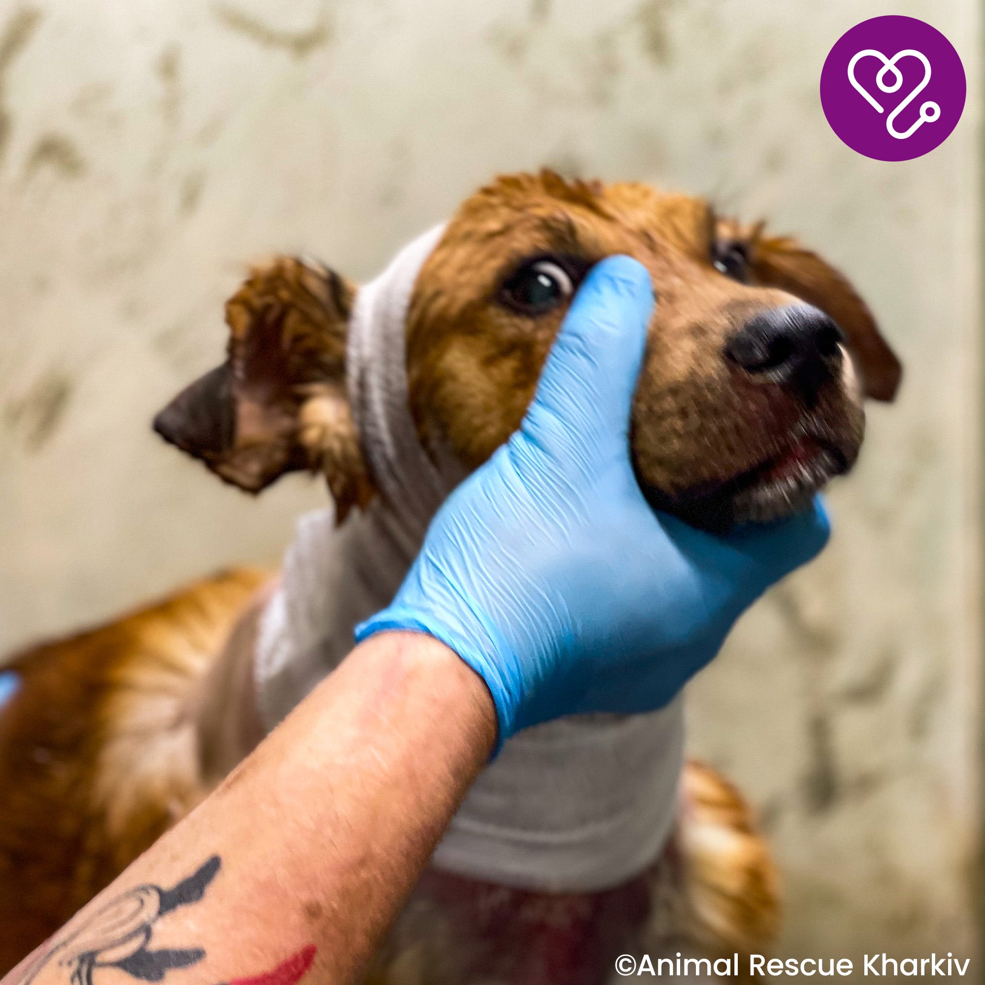 Funded: Support Sam��s Healing from Infected Wounds、mySite、camillekostekn