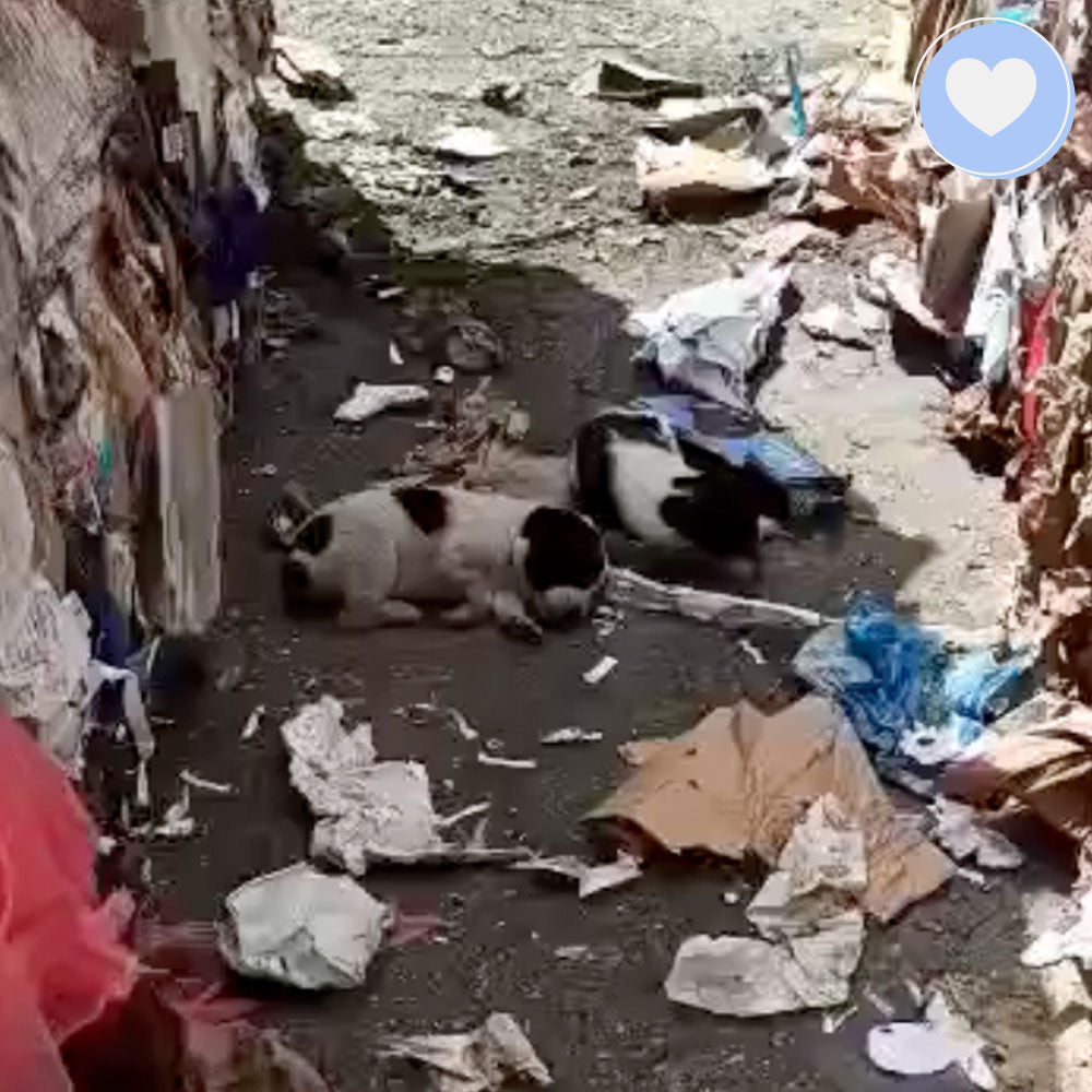 Funded: Help Hera, Iris, and Selene Beat Sickness and Malnutrition、mySite、camillekostekn