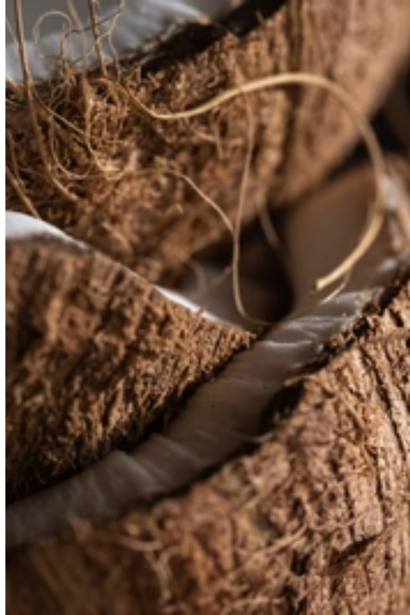 Pura Fragrance Refill -Coconut Oasis (Tommy Bahama)、mySite、hinf8tx79