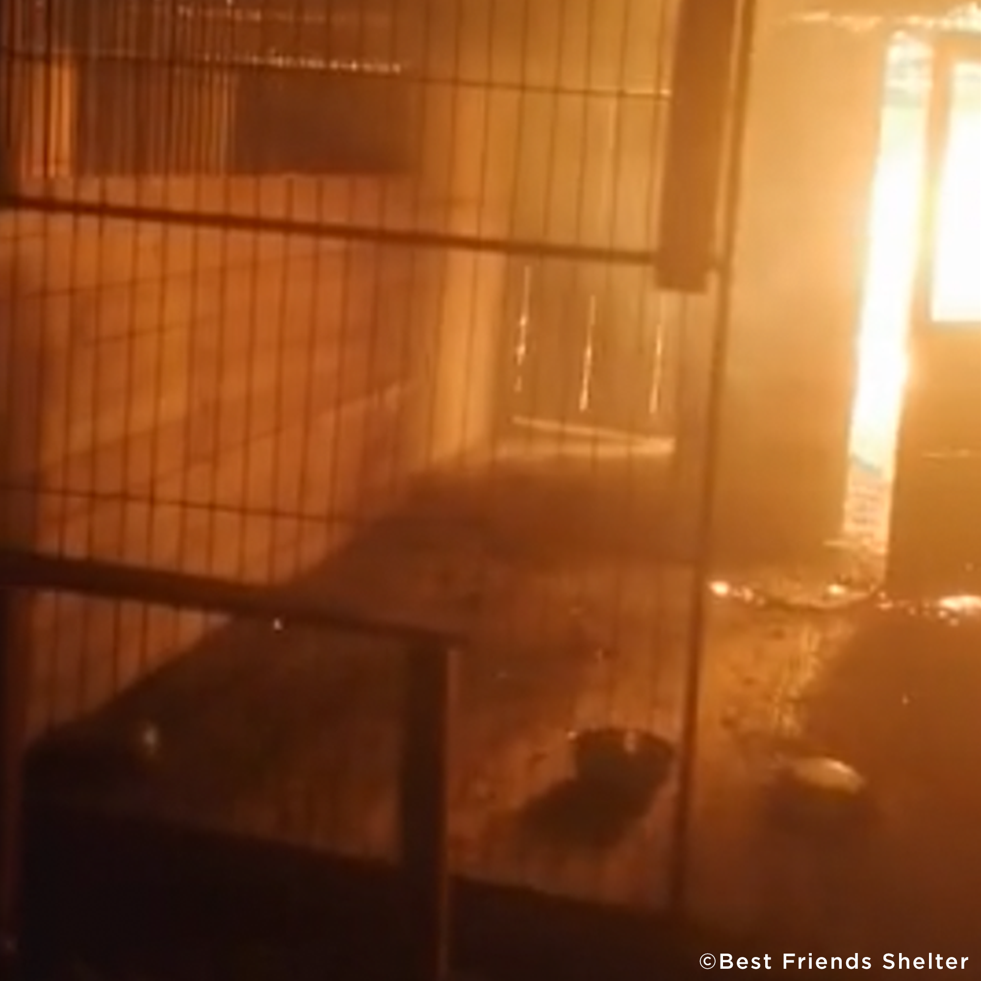 Struck By Missiles Twice - Animal Shelter Desperately Needs Support、mySite、camillekostekn