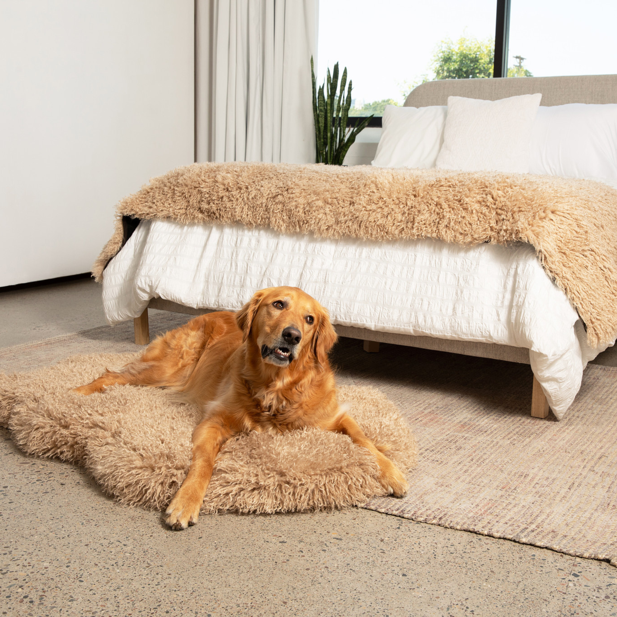 PupRug™ Luxe Orthopedic Bed + Matching Bed Runner Bundle - Plush Sheep Tan、mySite、solidvoid