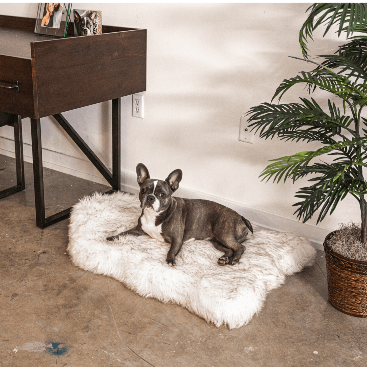 PupRug by Paw.com™ Faux Fur Orthopedic Dog Bed - Curve White with Brown Accents、mySite、solidvoid