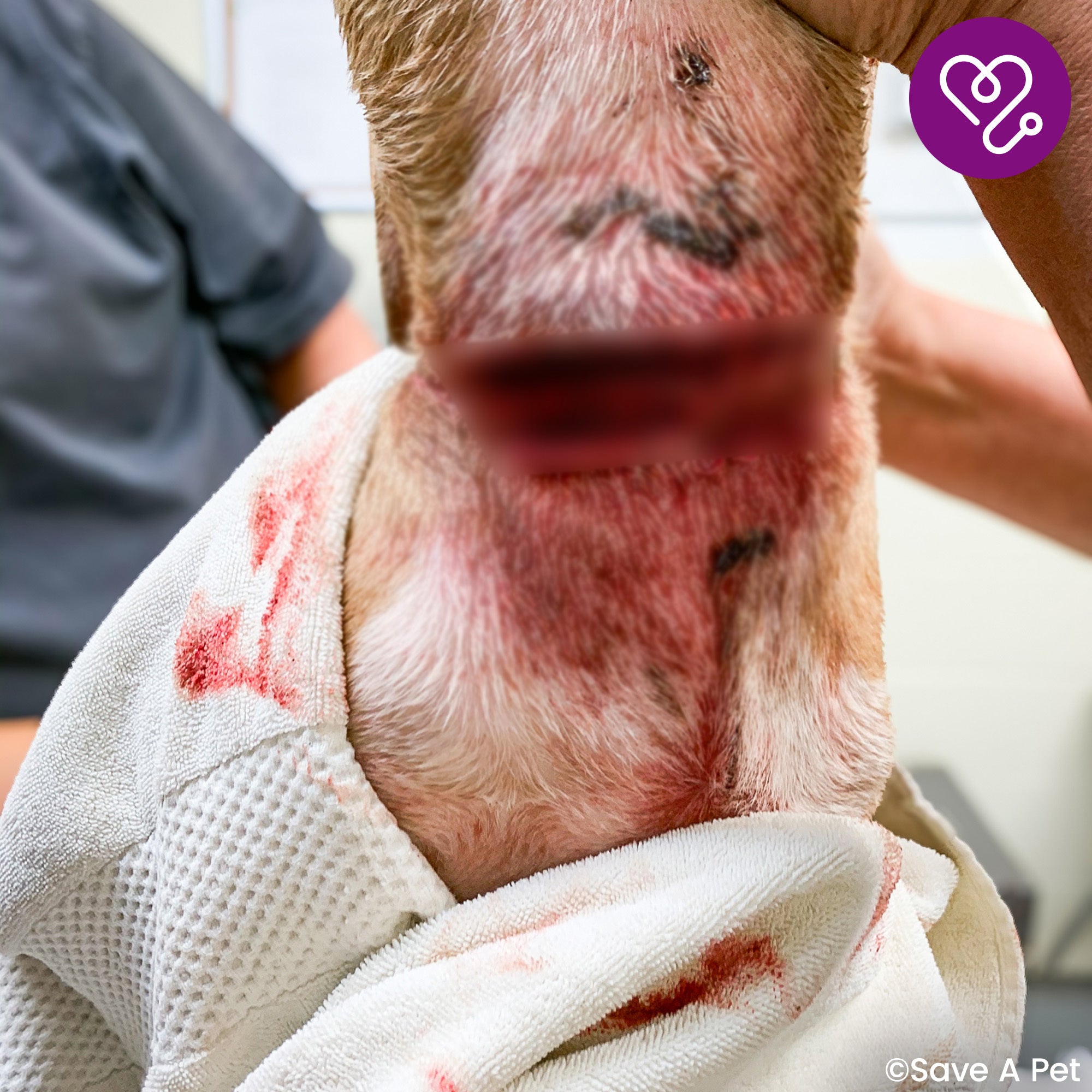 Funded: Help Adonis Heal from Embedded Collar、mySite、camillekostekn