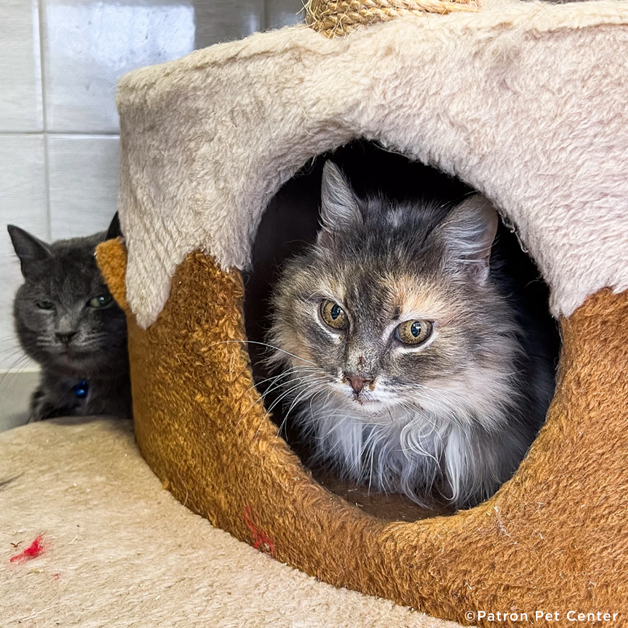 Traumatized Pets Abandoned in Ukraine Need a Safe Haven、mySite、camillekostekn