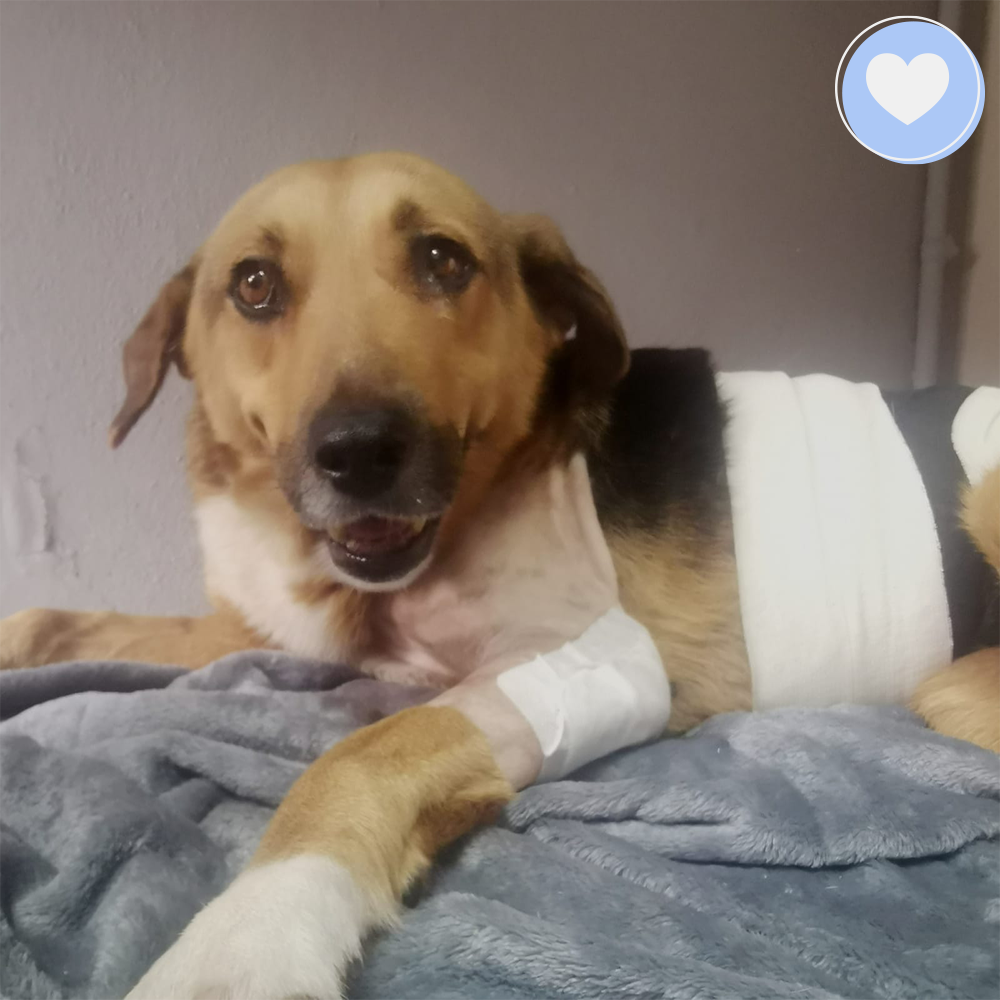 Funded - Give Ash a Second Chance、mySite、camillekostekn