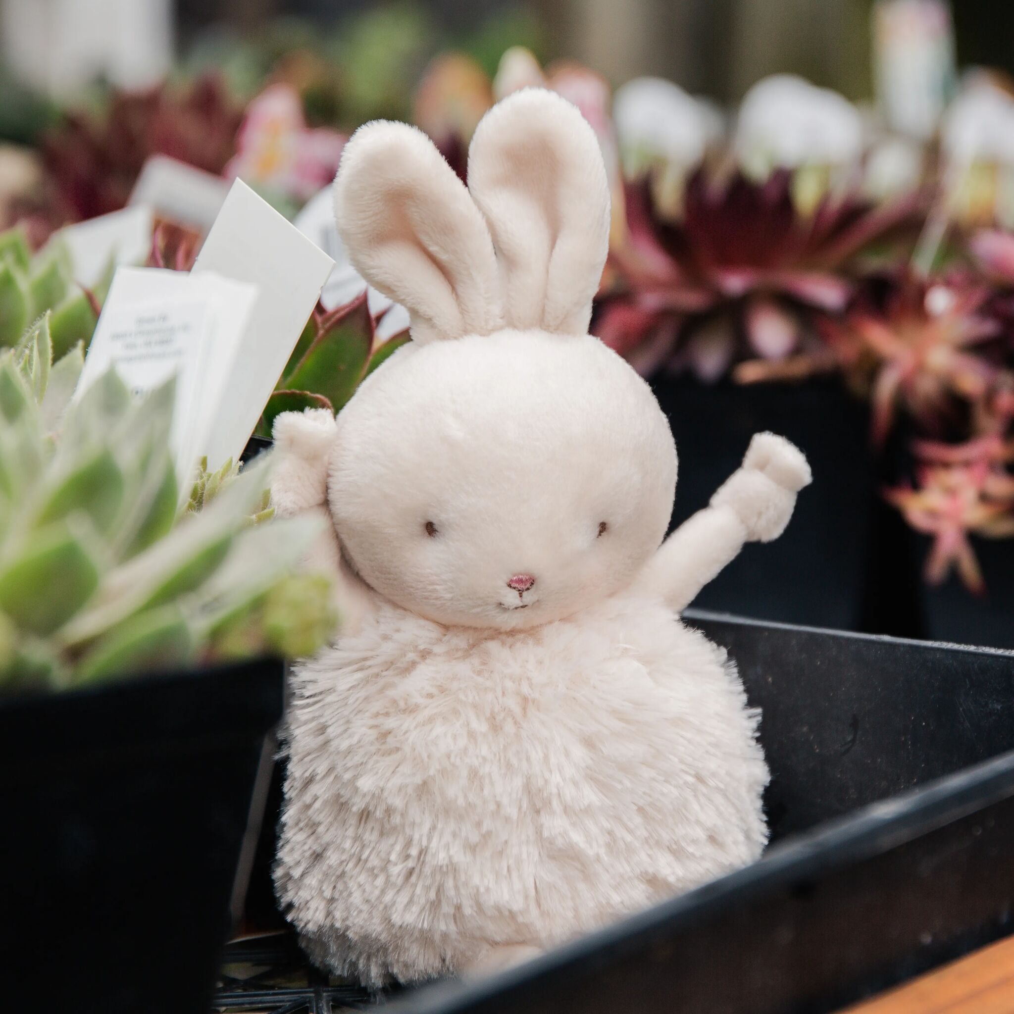 Roly Poly Rutabaga - Cream Bunny、mySite、g9winljtr