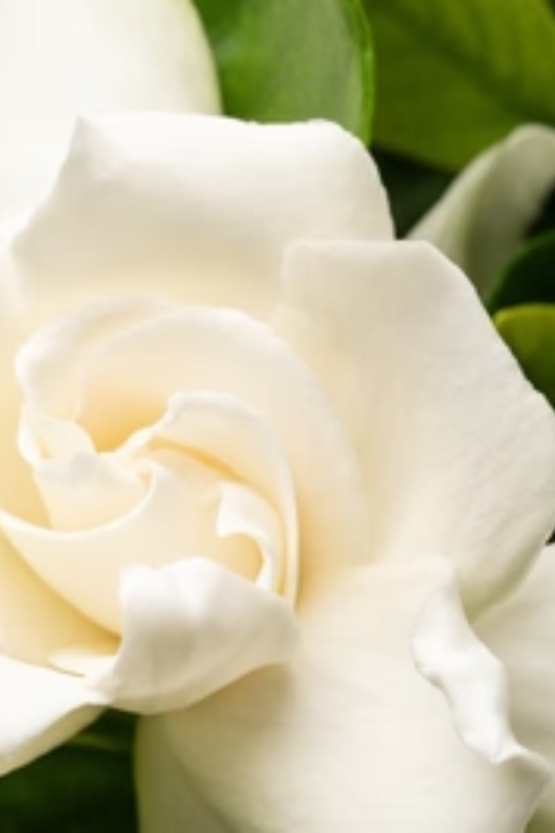 Pura Fragrance Refill - BFF (Moodcast)、mySite、hinf8tx79