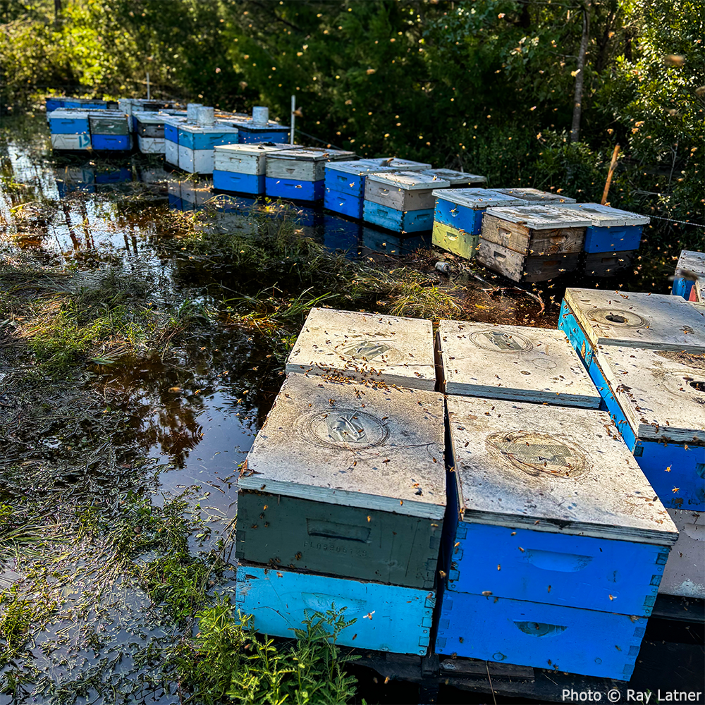 URGENT: Help Feed Bees Struggling to Survive After Hurricane Helene & Milton、mySite、camillekostekn