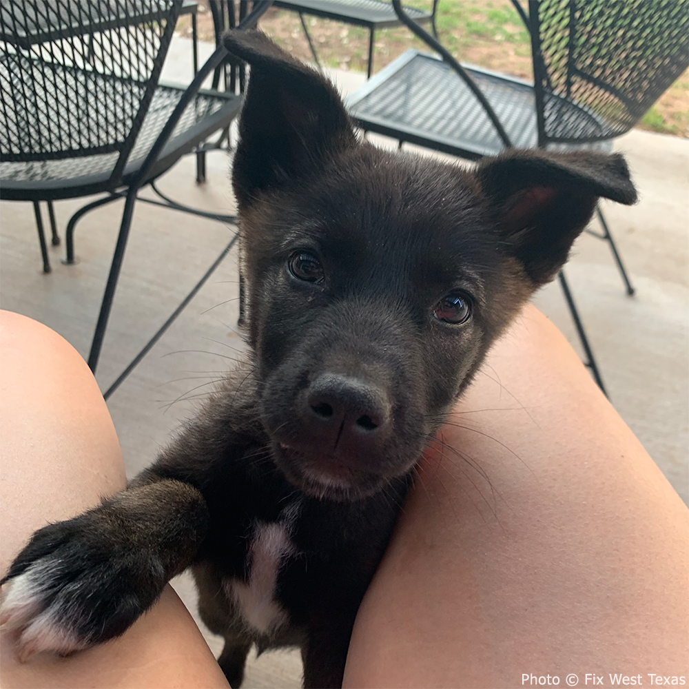 Funded: Help Tulip Beat Deadly Parvovirus、mySite、camillekostekn