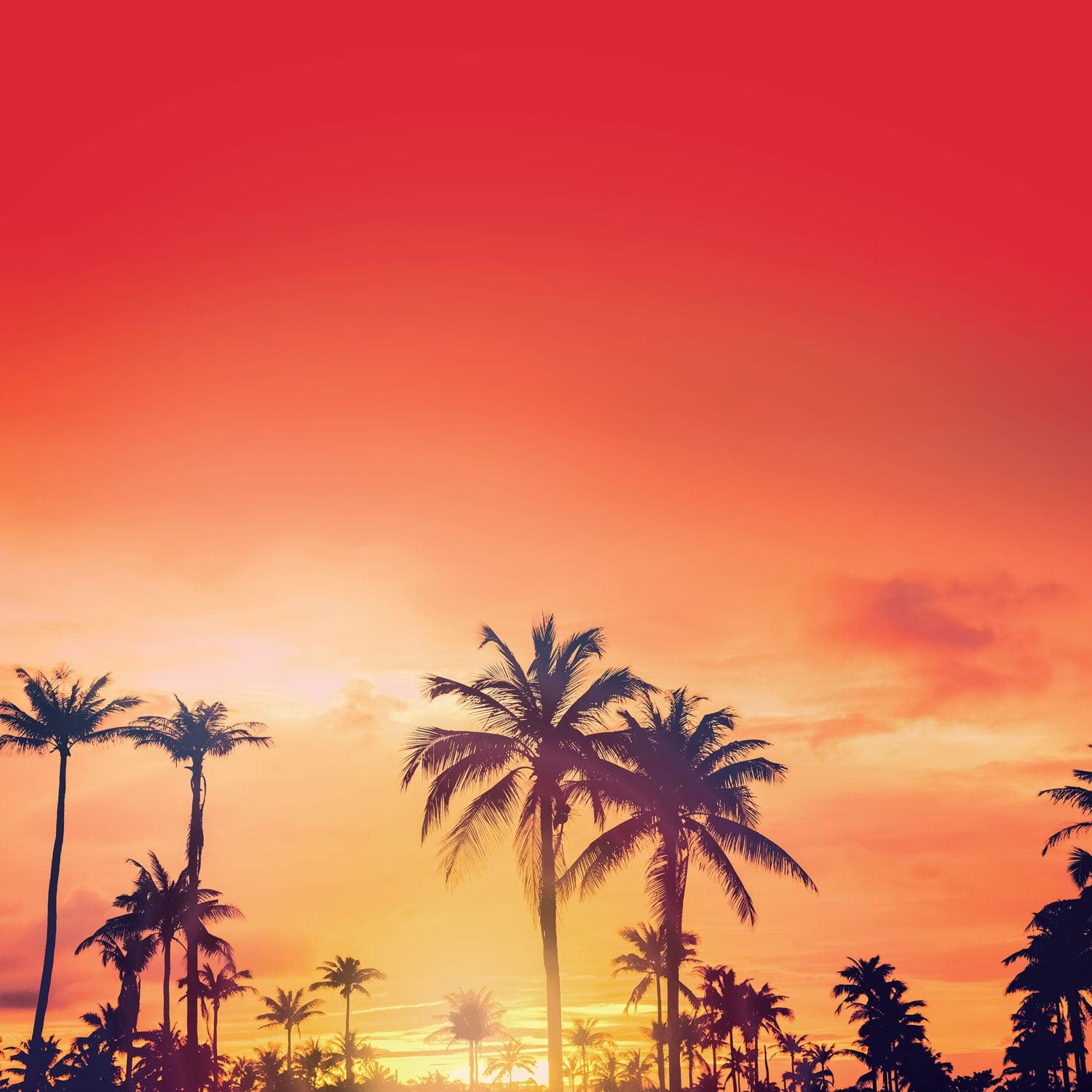  Scrapbook Paper - Magic Park Palms、mySite、ghnorth