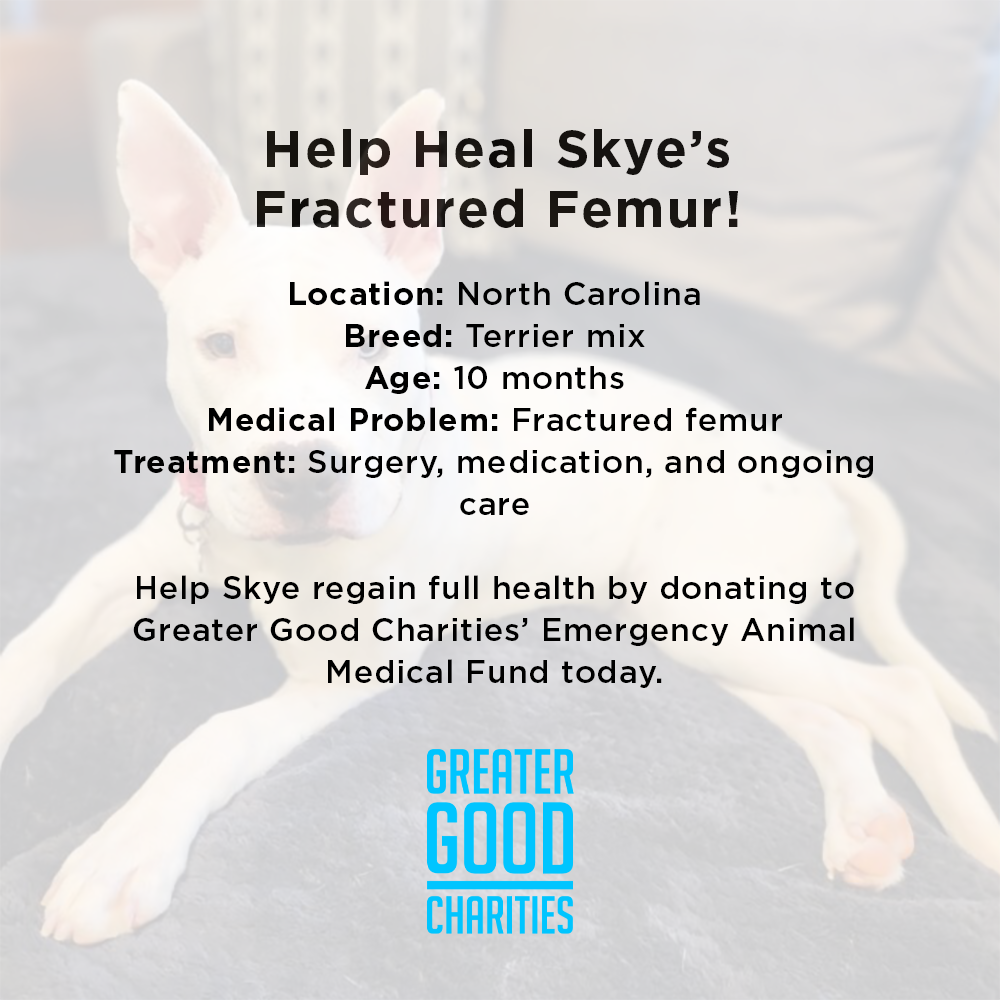 Funded: Help Heal Skye’s Fractured Femur、mySite、camillekostekn