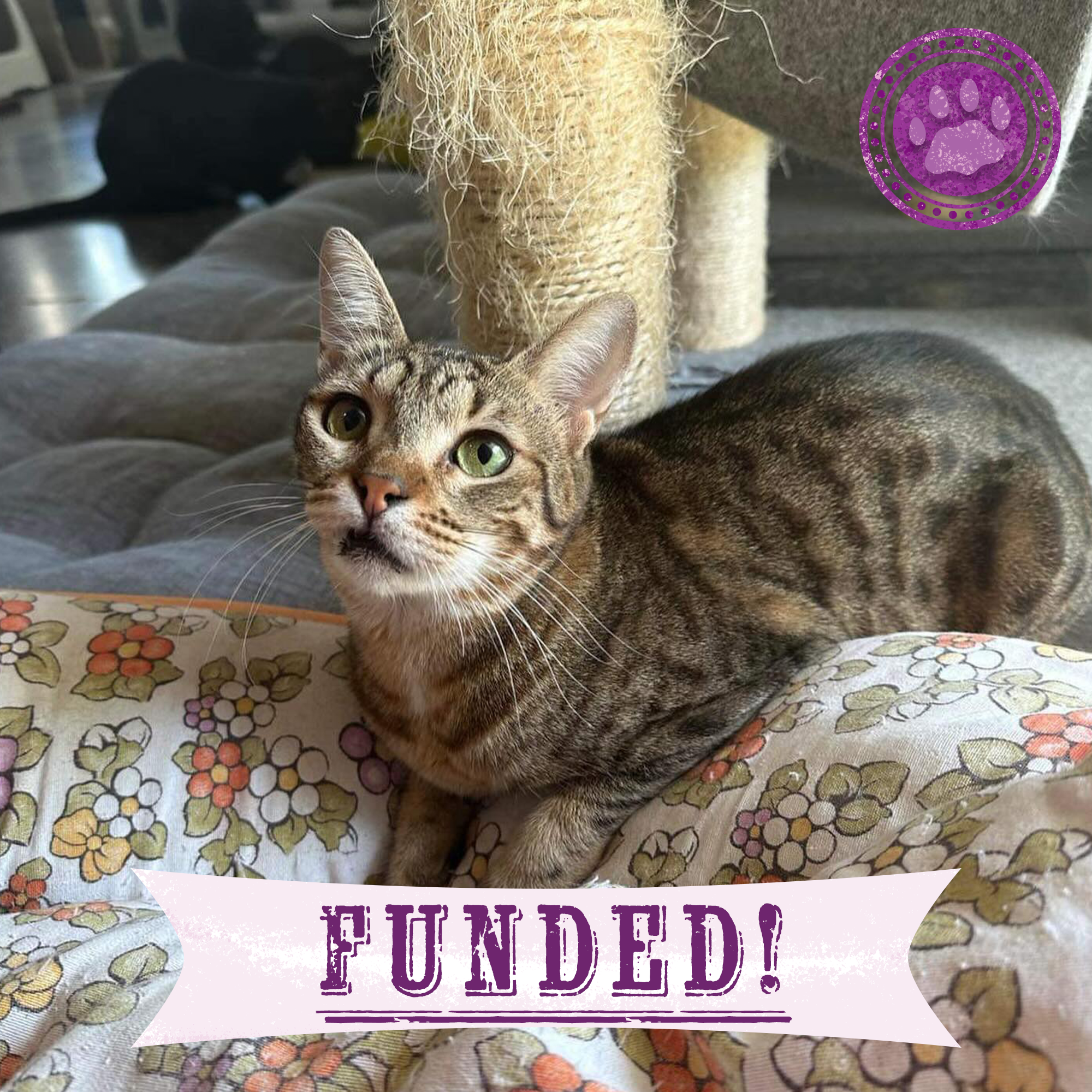 Funded: Help Bring Back Noel’s Smile、mySite、camillekostekn