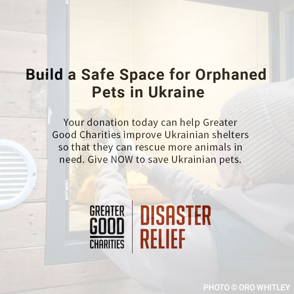 Traumatized Pets Abandoned in Ukraine Need a Safe Haven、mySite、camillekostekn