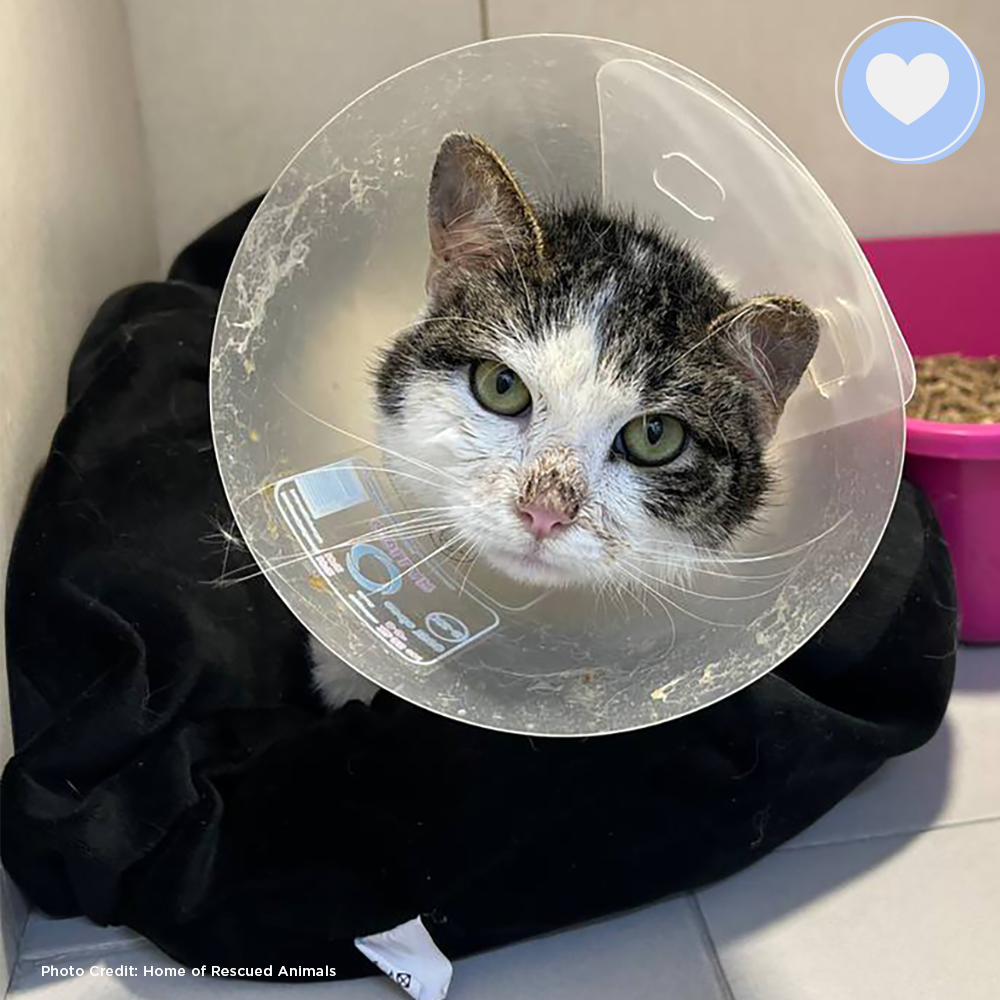 Funded: Help Lucky Get Back on His Feet、mySite、camillekostekn