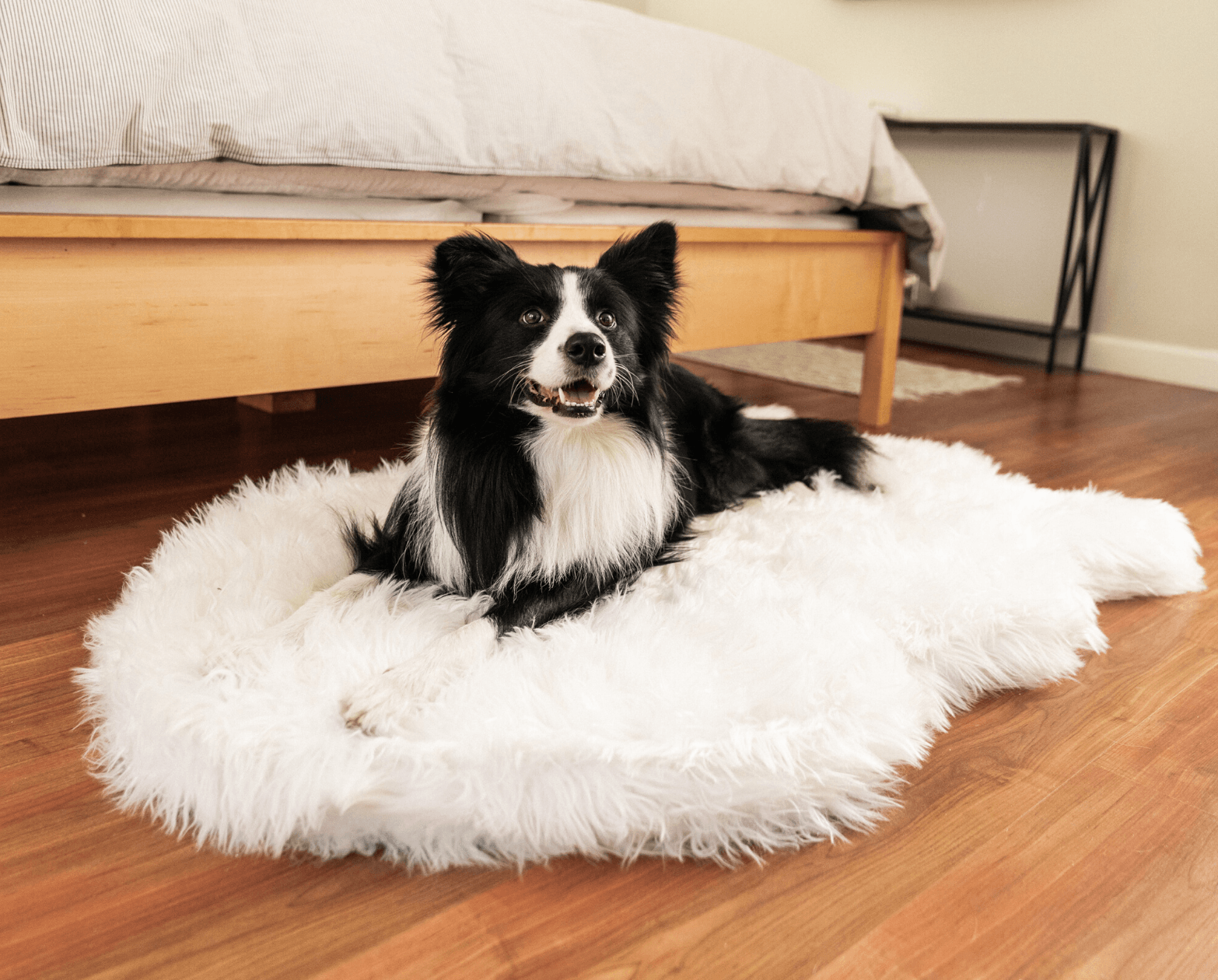 PupRug by Paw.com™ Faux Fur Orthopedic Dog Bed - Curve Polar White、mySite、solidvoid