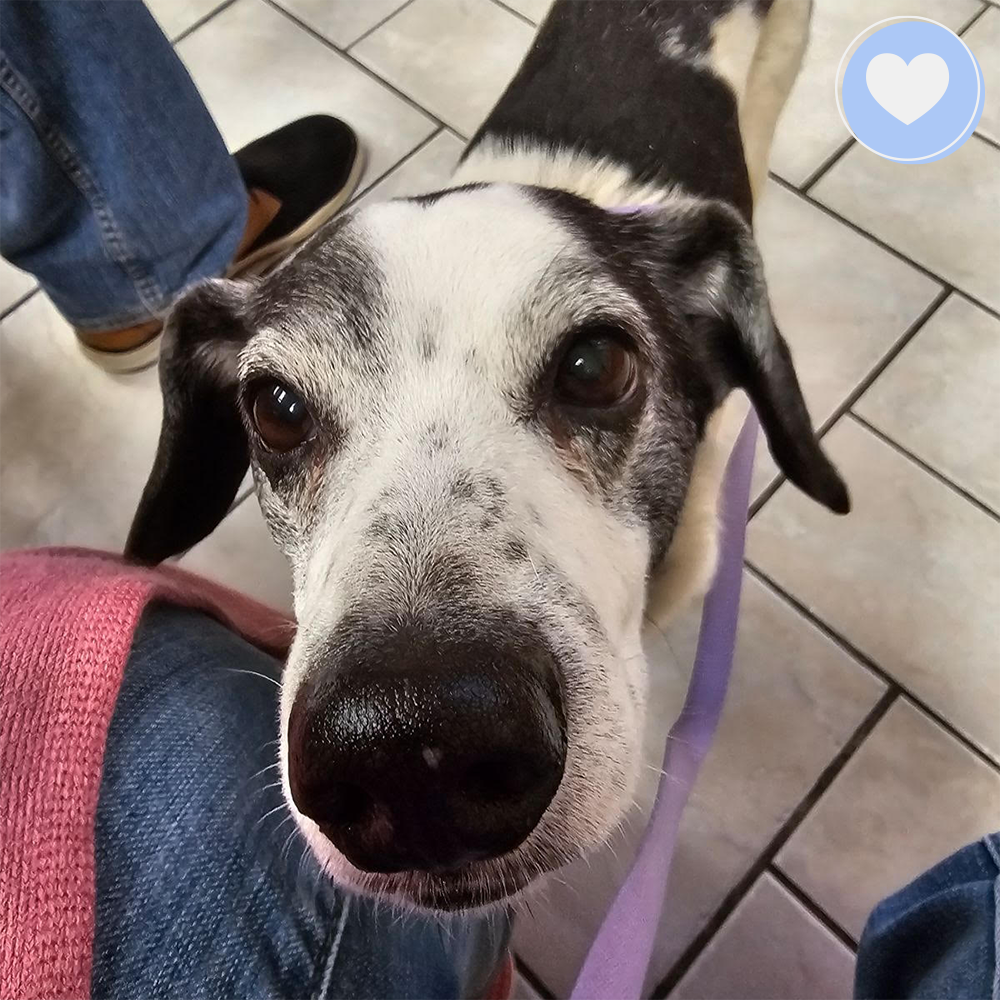 Funded: Help Nurse Poppa Back to Health、mySite、camillekostekn