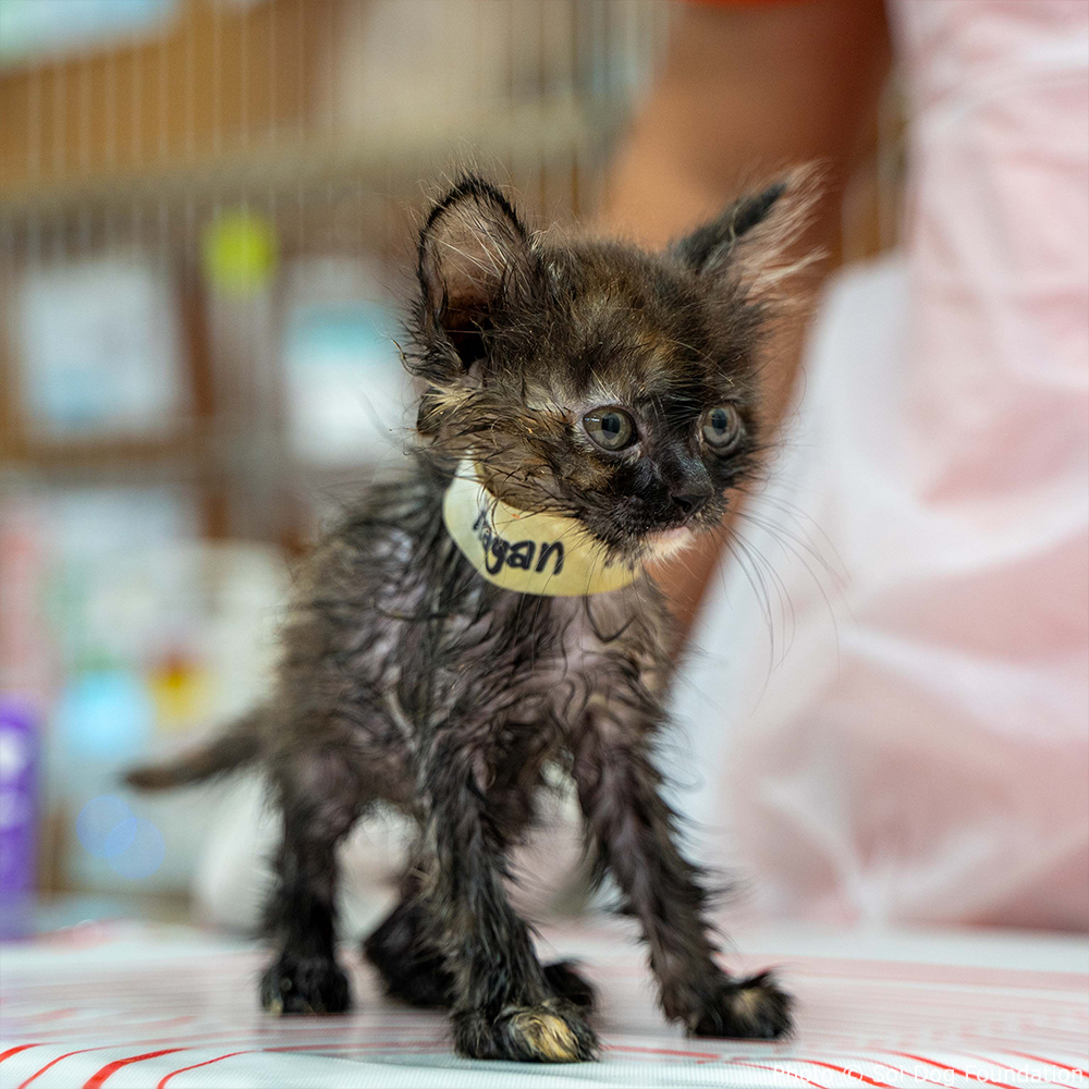 Funded: Help Hagan Heal From Horrifying Glue Trap Injury、mySite、camillekostekn