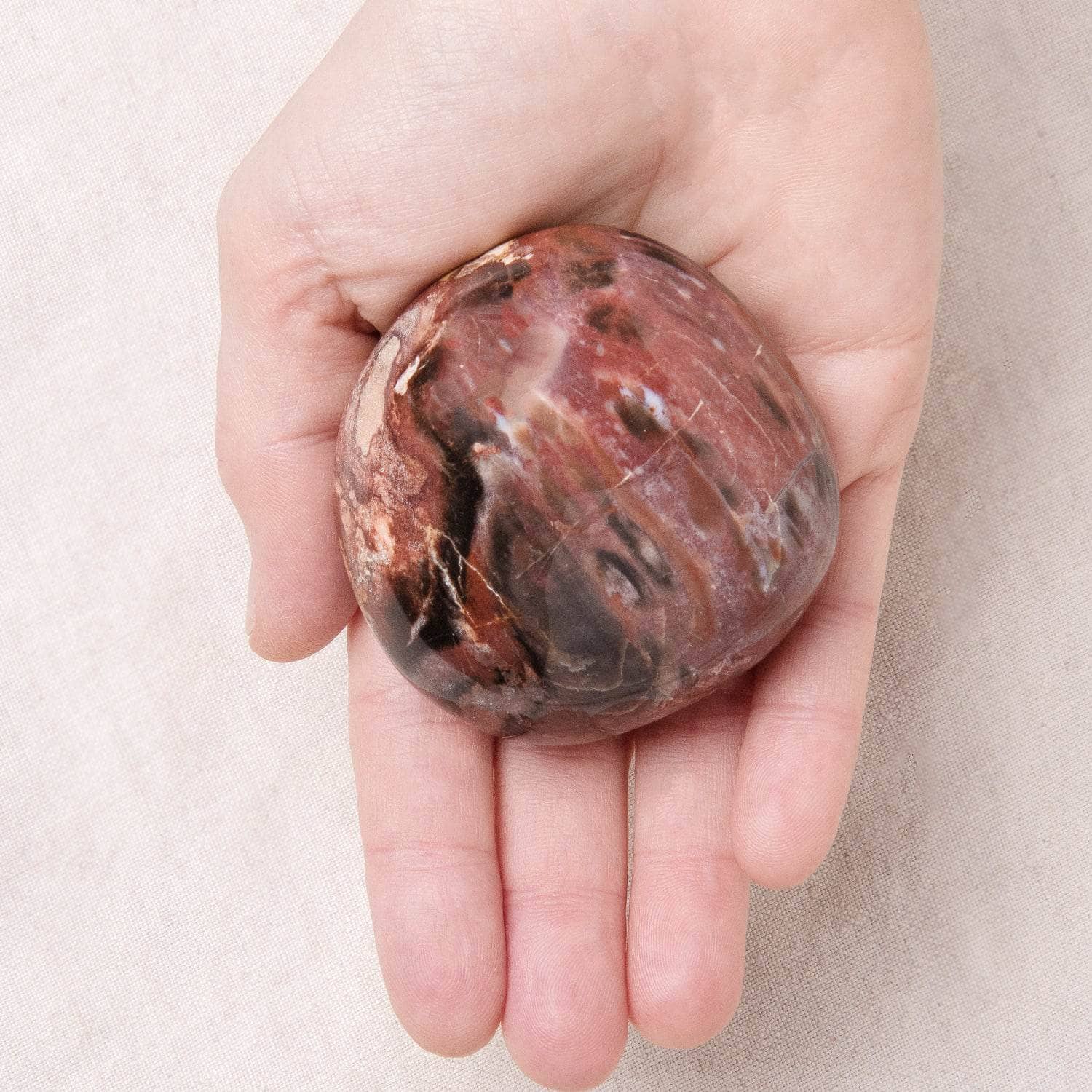 Petrified Wood Palm Stones - AAA Premium Quality、mySite、hinf8tx79