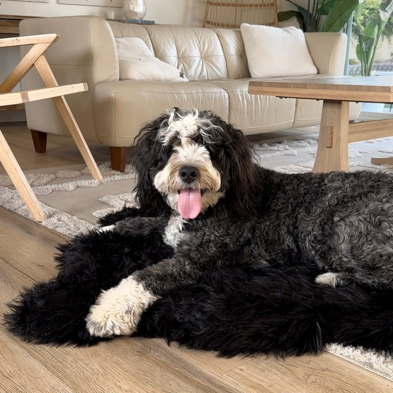 Paw.com x BarkBox PupRug™ Faux Fur Orthopedic Dog Bed - Midnight Black、mySite、solidvoid