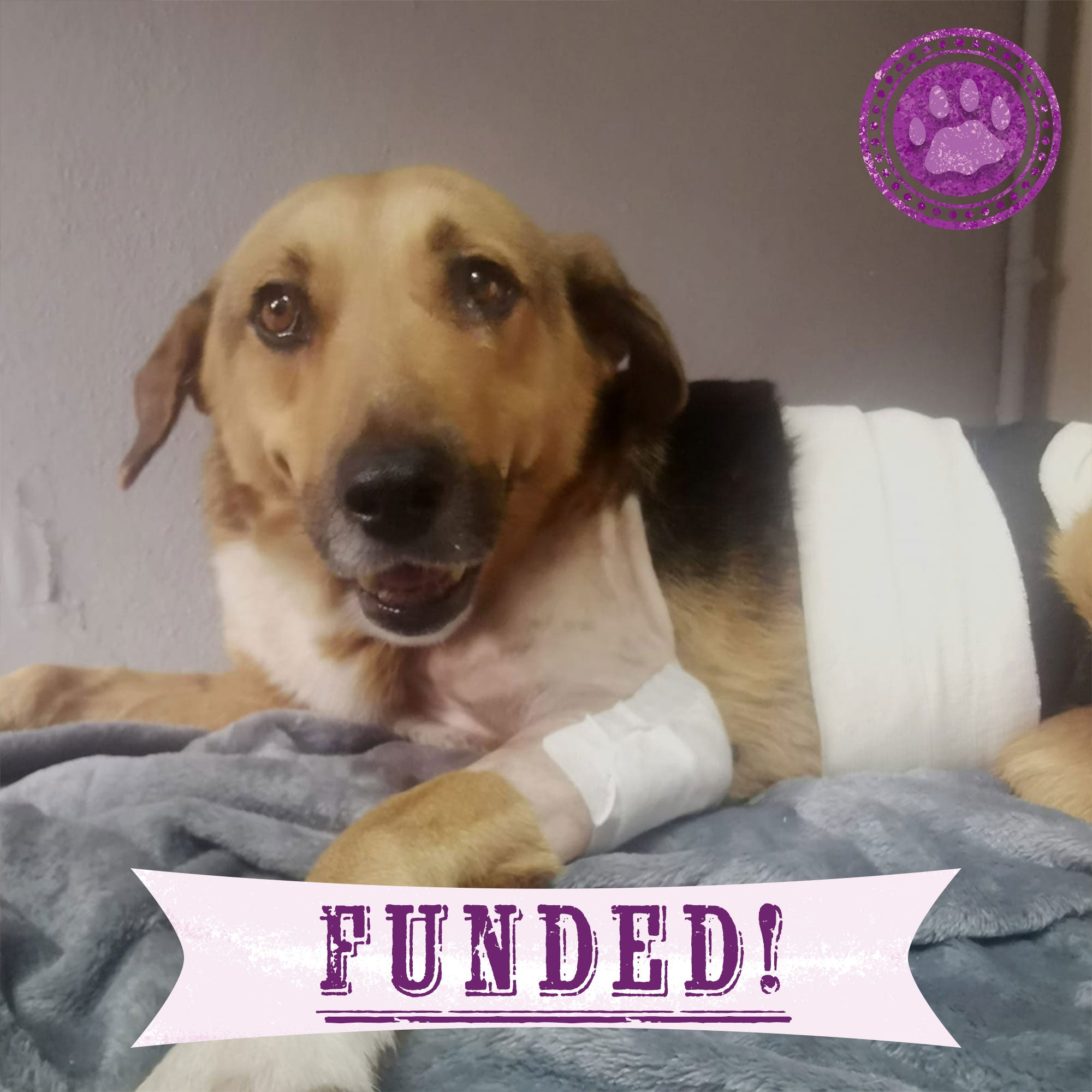 Funded - Give Ash a Second Chance、mySite、camillekostekn