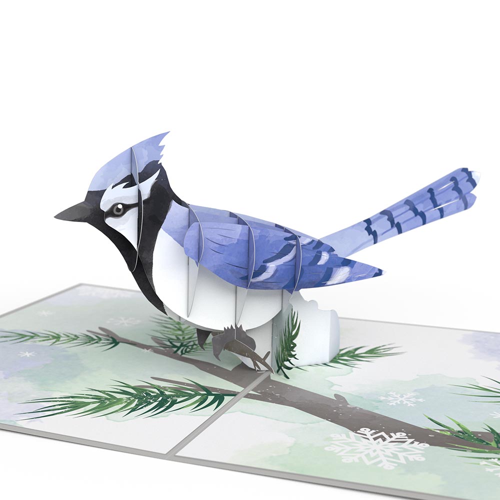 Winter Blue Jay Pop-Up Card、mySite、solidvoid