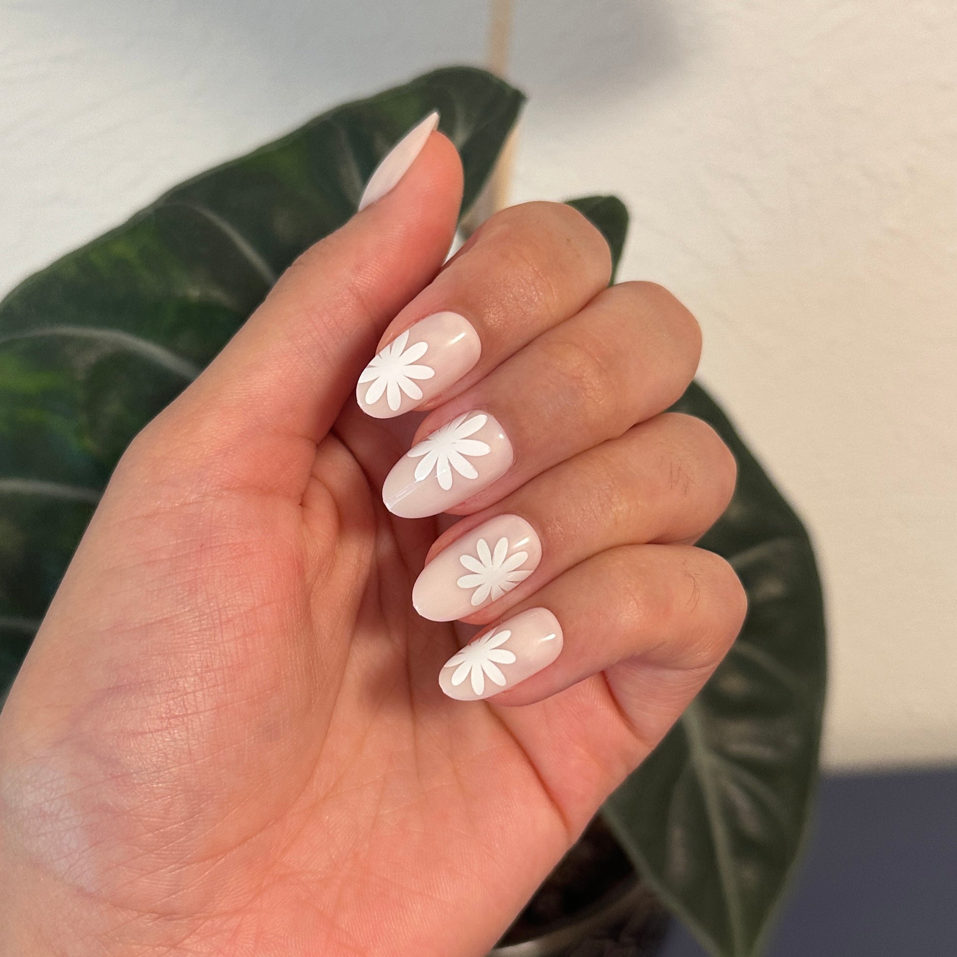 Daisy Pop | Medium | Oval - Tab Press-On、mySite、solidvoid