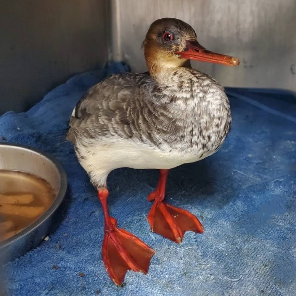 Help This Common Merganser Recover From Becoming Trapped in Oil、mySite、camillekostekn