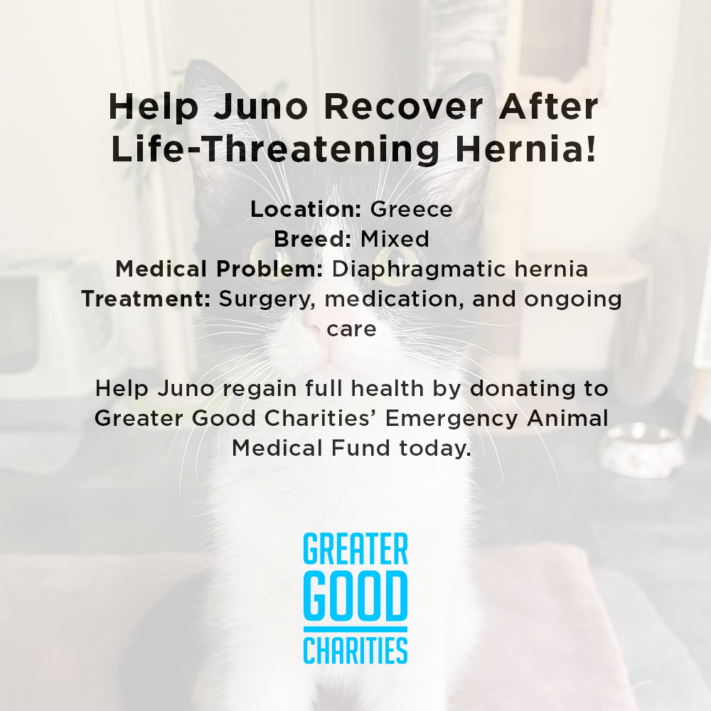Funded: Help Juno Recover After Life-Threatening Hernia、mySite、camillekostekn