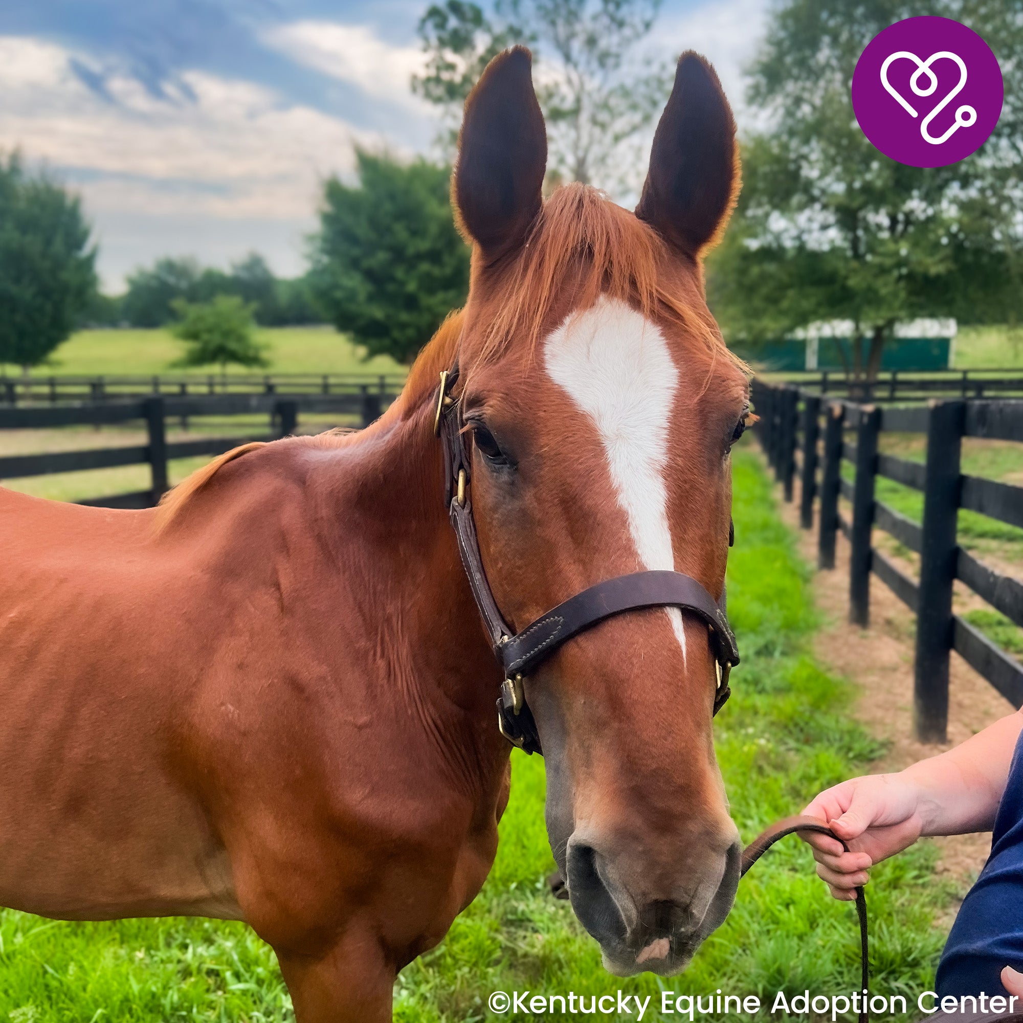 Funded: Help River Regain His Strength、mySite、camillekostekn