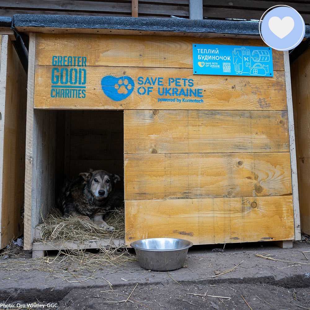 Keep Ukrainian Shelter Pets Warm & Safe、mySite、camillekostekn
