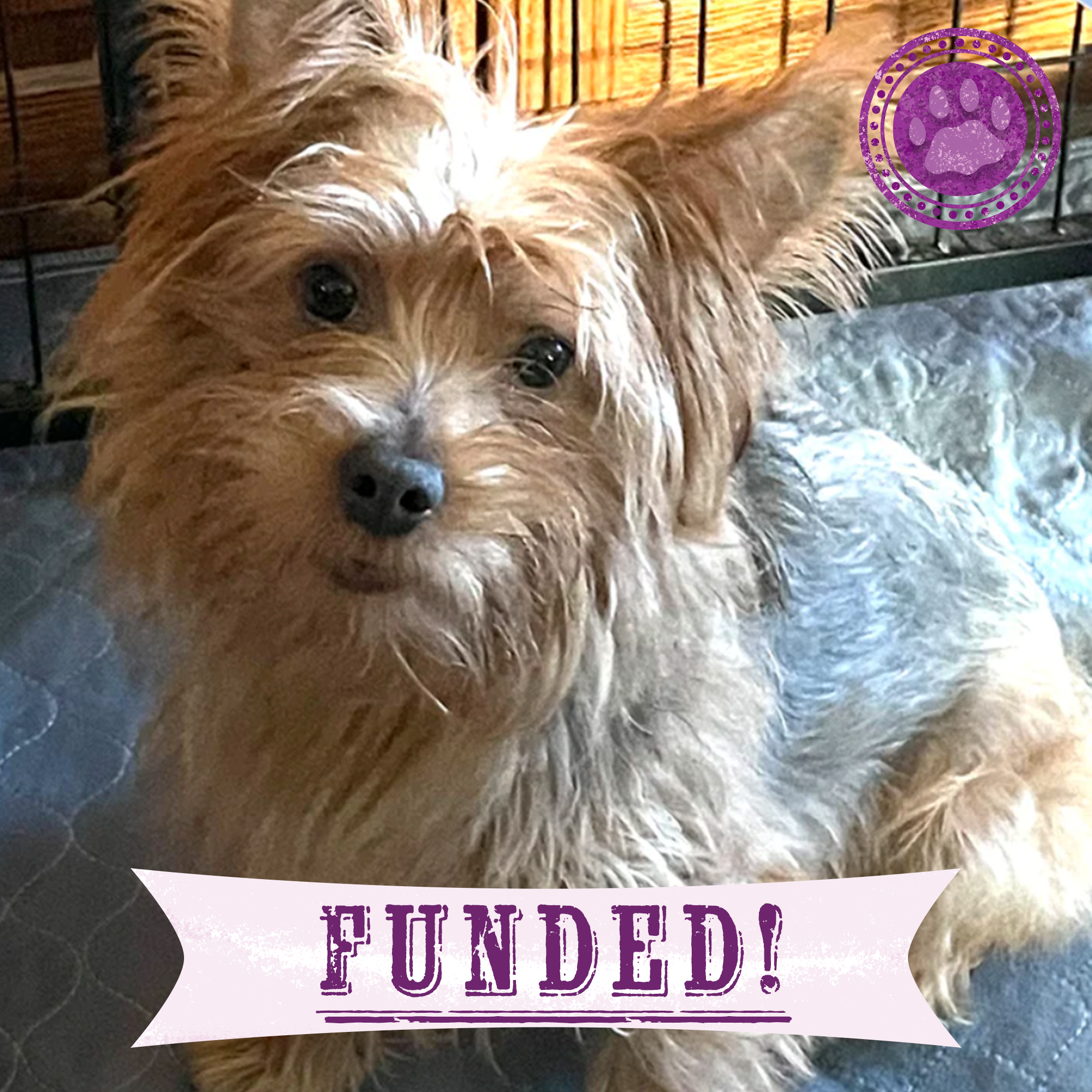 Funded: Chewy Needs Surgery to Heal His Heart、mySite、camillekostekn