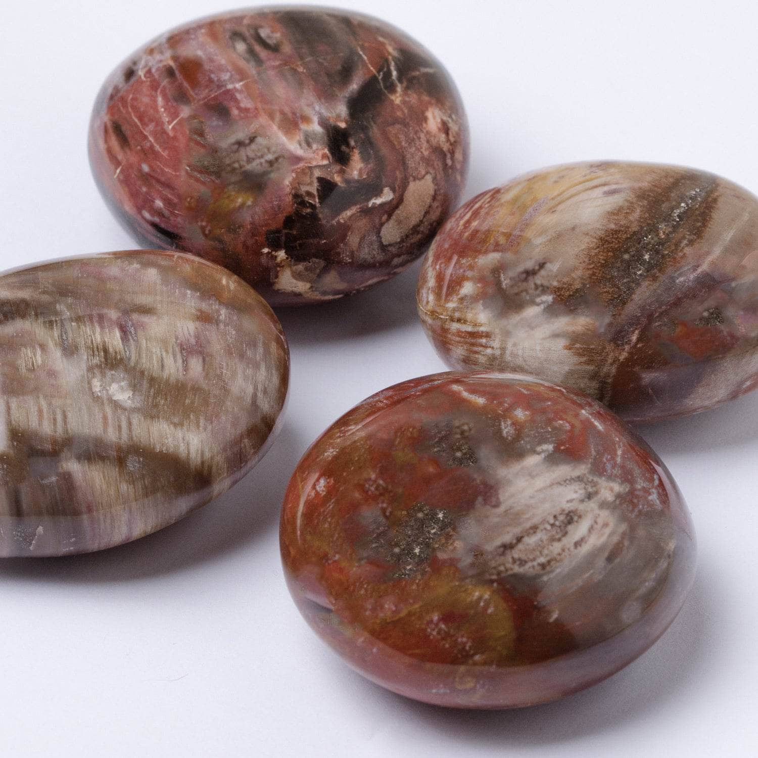 Petrified Wood Palm Stones - AAA Premium Quality、mySite、hinf8tx79