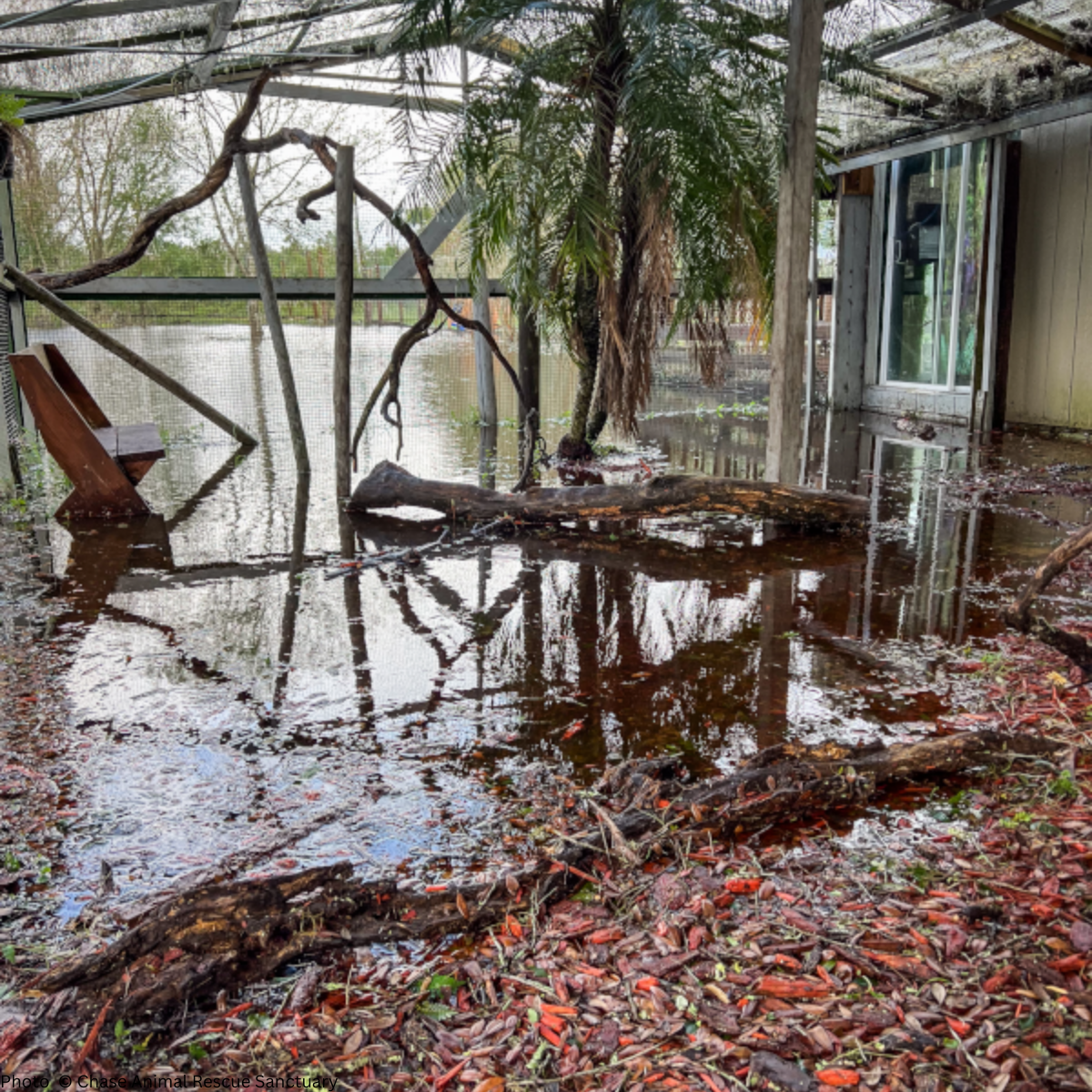 URGENT: Help Wildlife Affected By Recent Hurricanes、mySite、camillekostekn