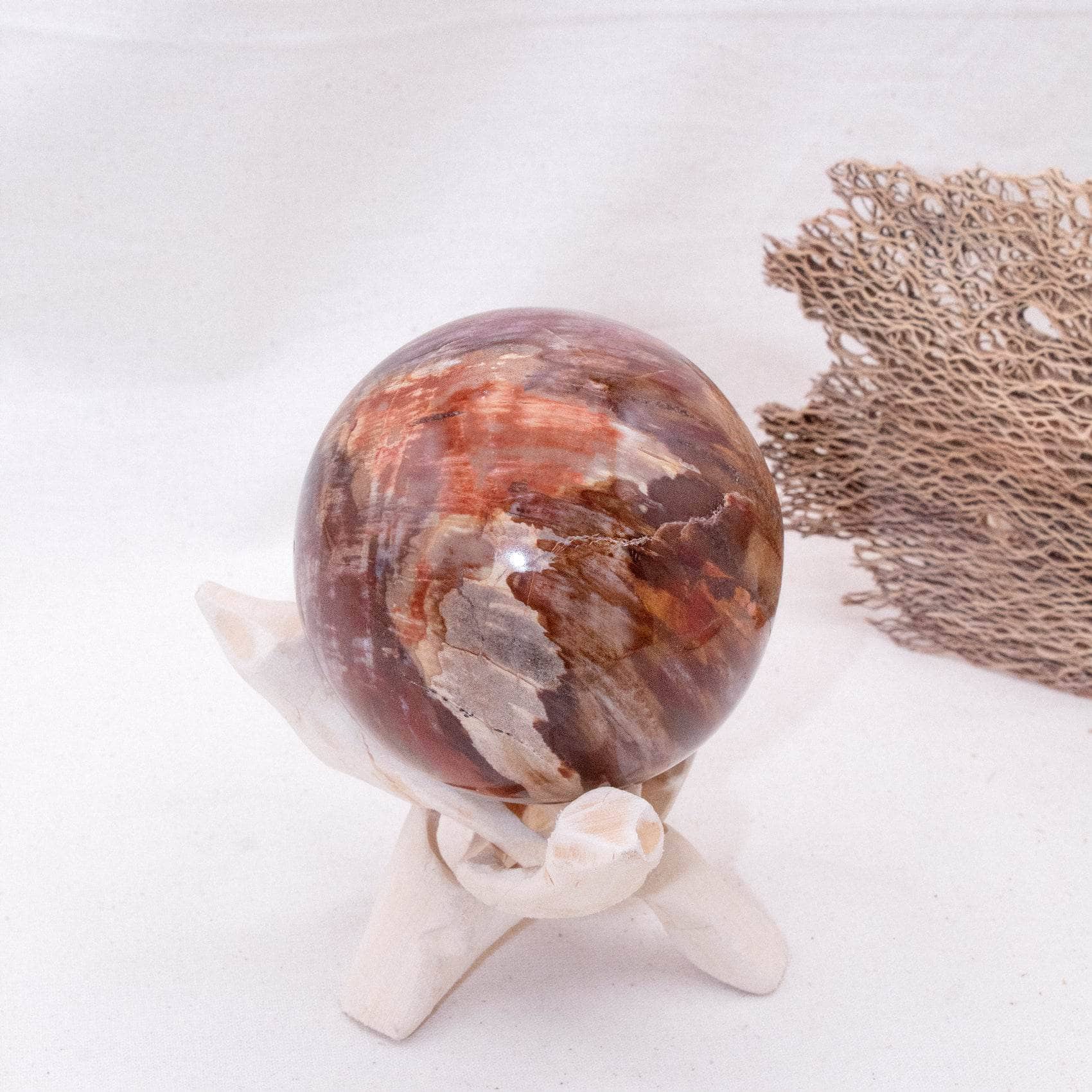 Petrified Wood Sphere - AAA Premium Quality、mySite、hinf8tx79