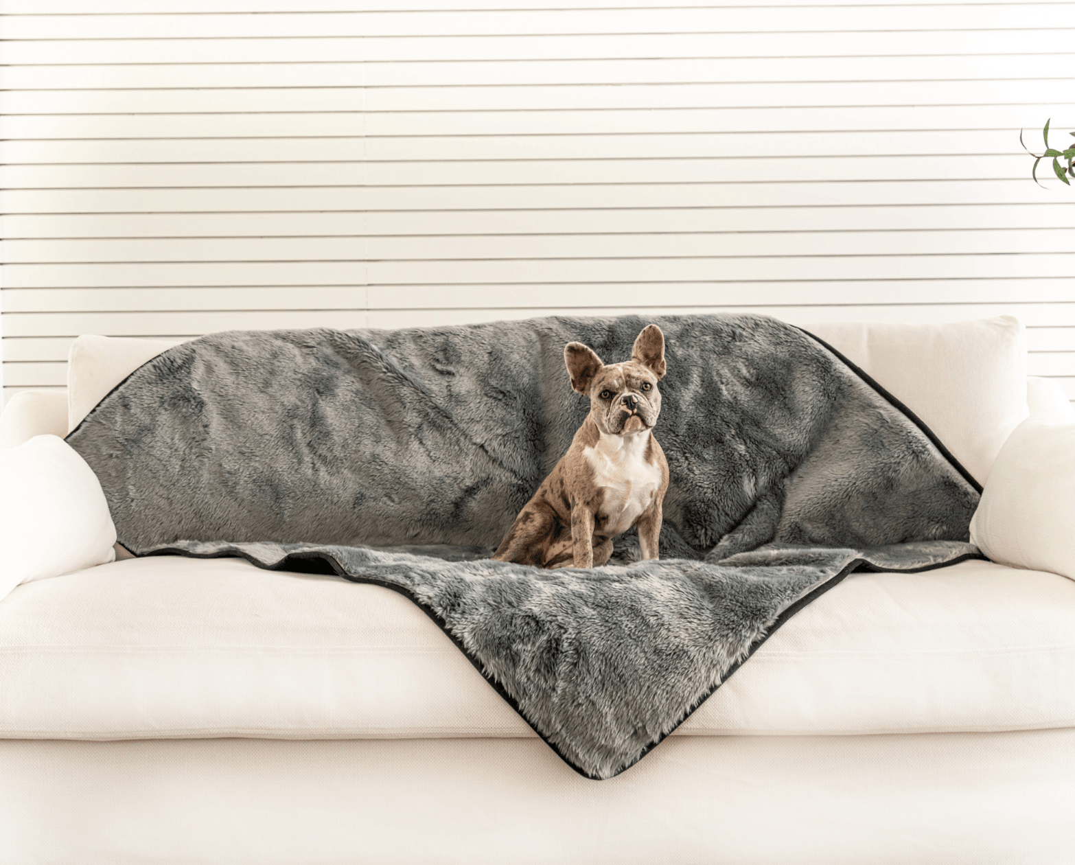 Paw.com x BarkBox PupProtector™ Short Fur Waterproof Throw Blanket - Charcoal Grey、mySite、solidvoid