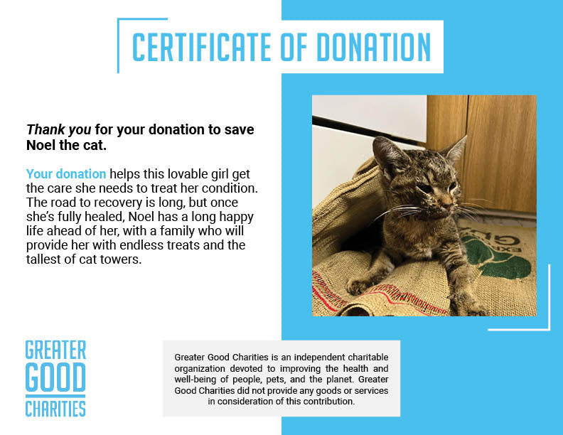 Funded: Help Bring Back Noel’s Smile、mySite、camillekostekn