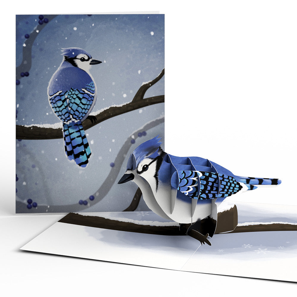 Winter Bird Box Set (Assorted 12-Pack): Paperpop® Card、mySite、solidvoid