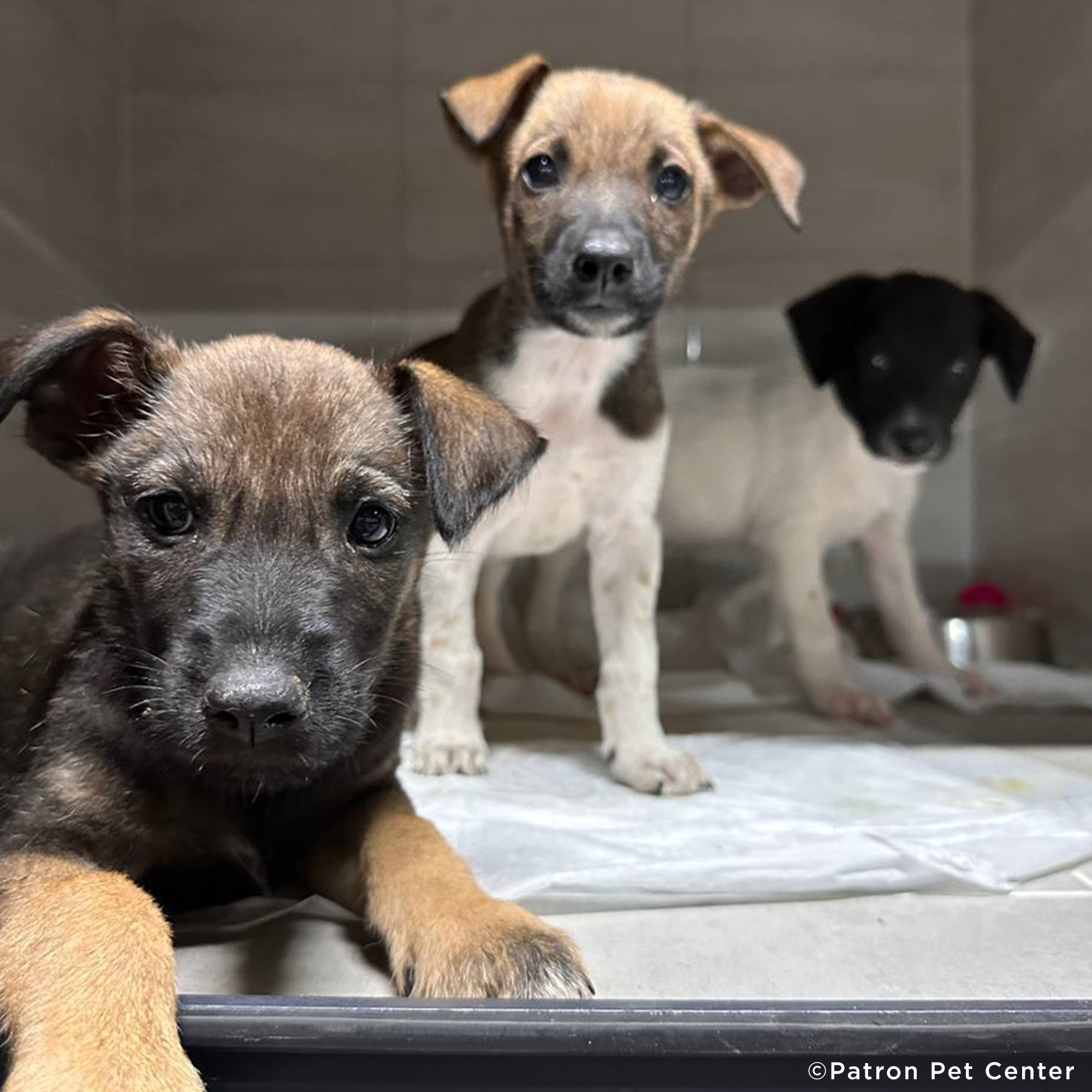 Traumatized Pets Abandoned in Ukraine Need a Safe Haven、mySite、camillekostekn