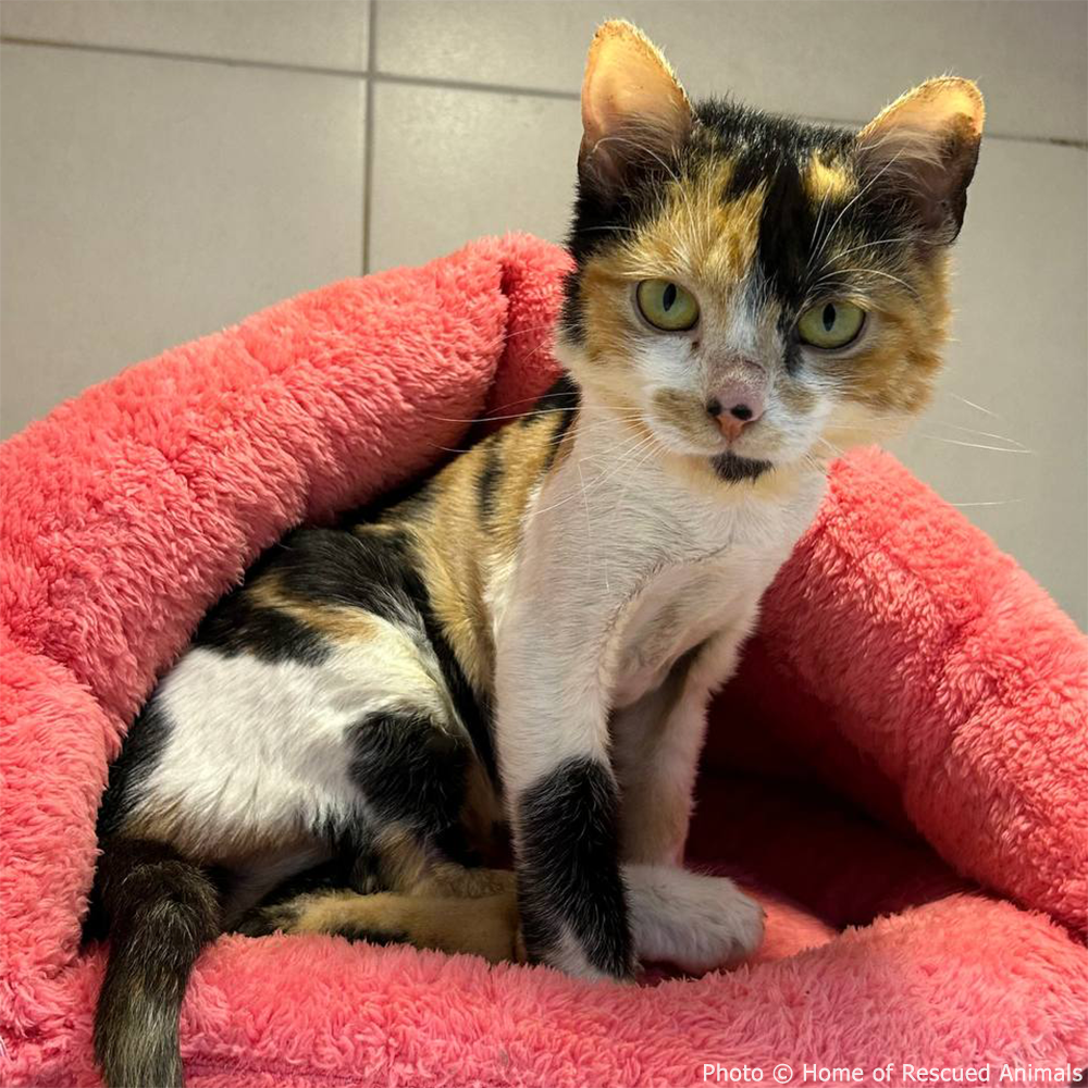 Funded: Luna Needs Support to Get Back on Her Feet、mySite、camillekostekn